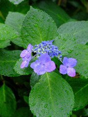 DSCF2264-3s