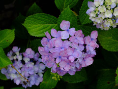 DSCF2346-12s