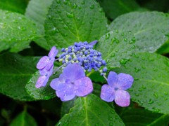DSCF2265-4s