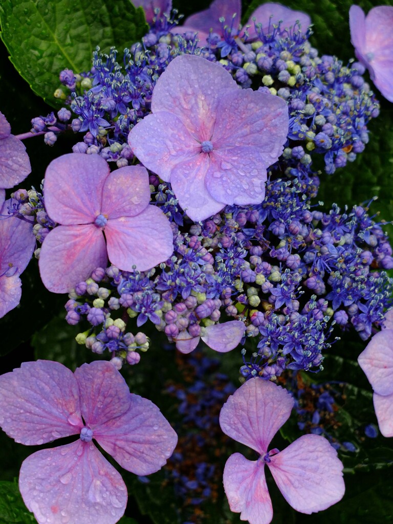 DSCF2266-5s