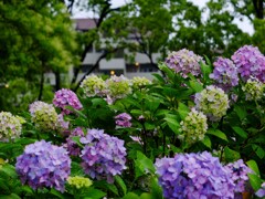 DSCF2323-8s