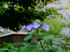 DSCF2351-14s