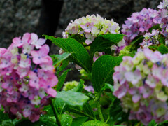 DSCF2336-10s