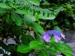DSCF2355-15s