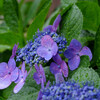 DSCF2253-1s