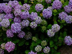 DSCF2341-11s