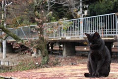 黒猫さん
