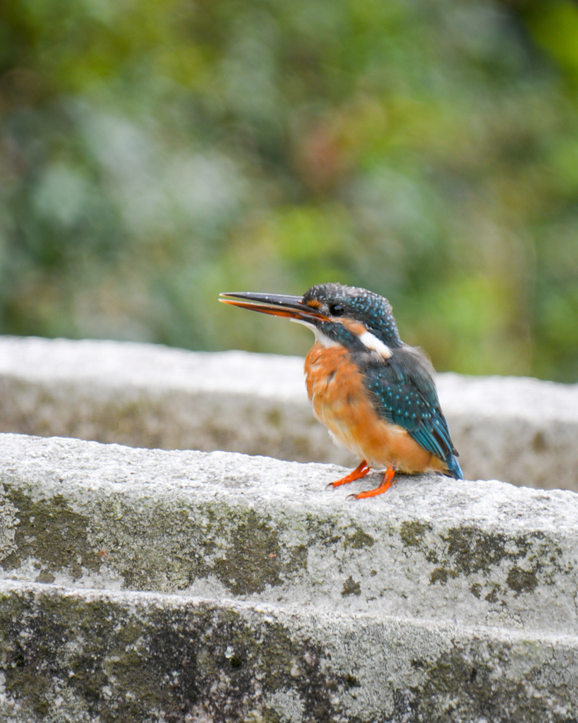 カワセミ