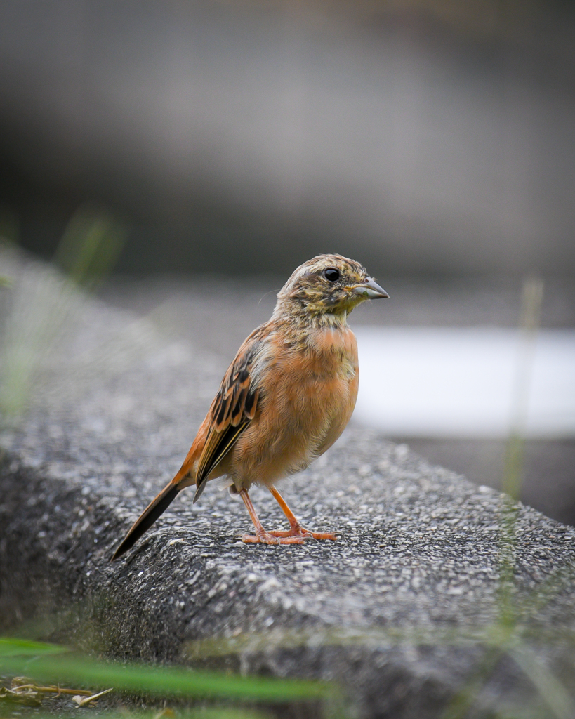 ホオジロの幼鳥