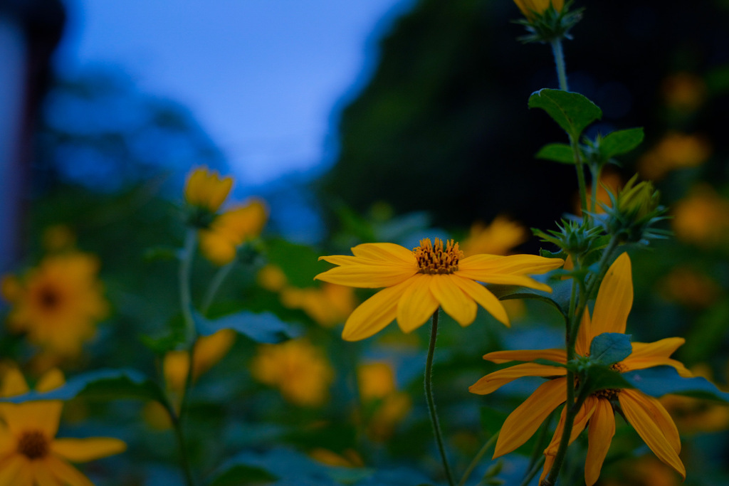 花