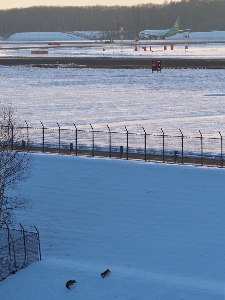 B737とキタキツネ