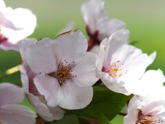 豊平川桜の杜-3