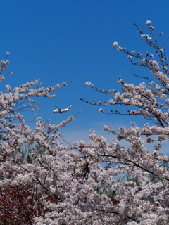 豊平川桜の杜-2