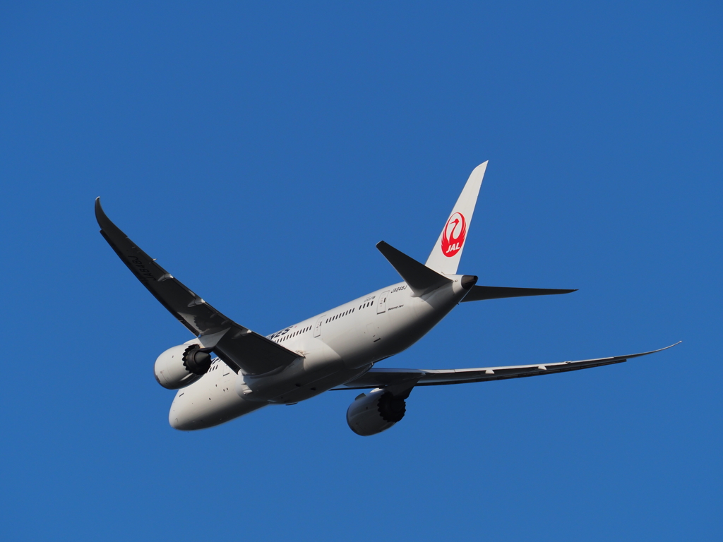 JAL B787