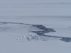ウトナイ湖
