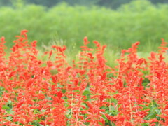 次は秋桜かな