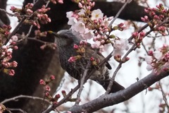 メジロに出会えず・・・