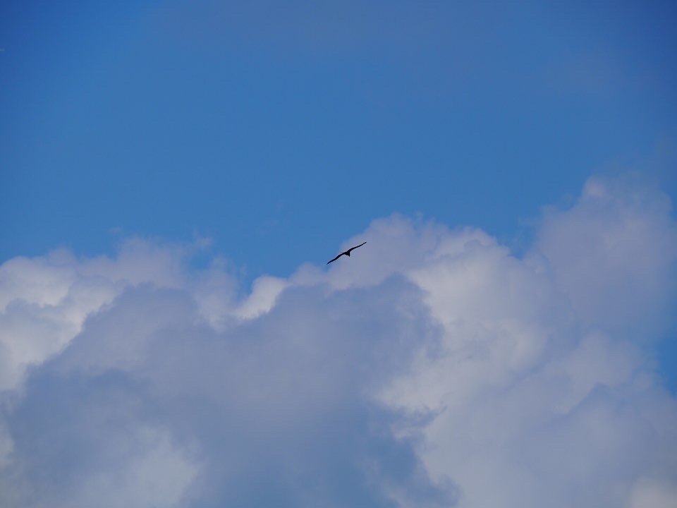 こんな風に飛べたら・・・