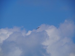 こんな風に飛べたら・・・