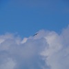 こんな風に飛べたら・・・