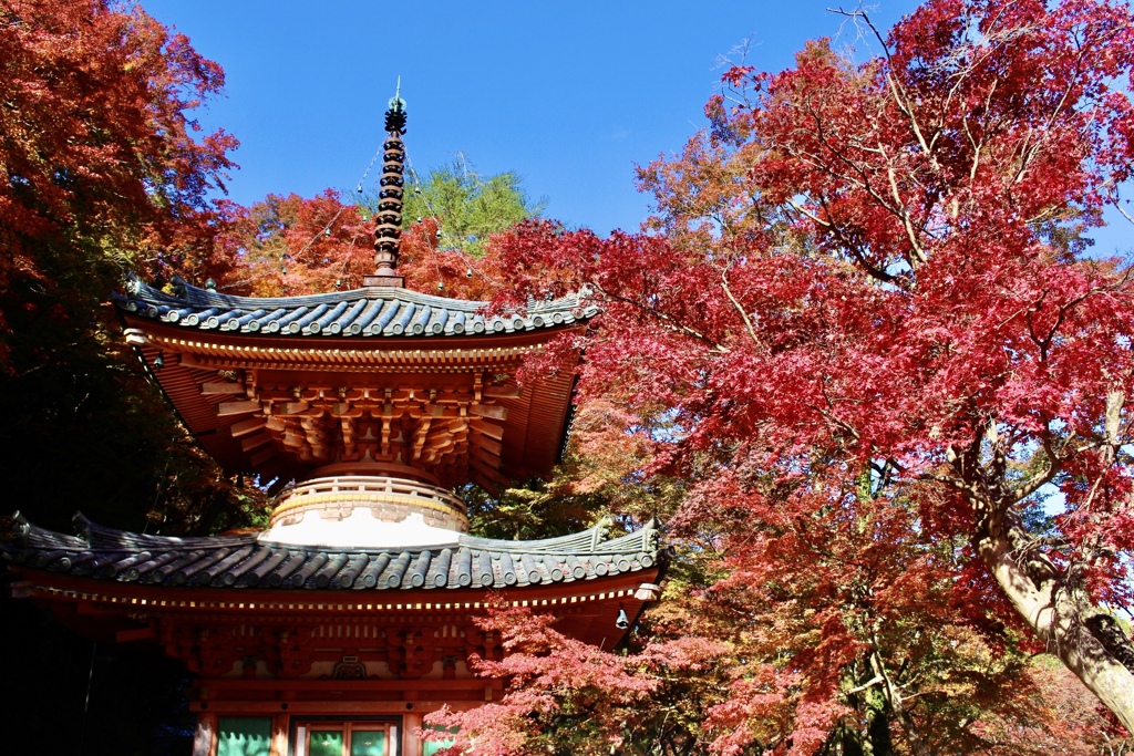岸和田の山奥の紅葉