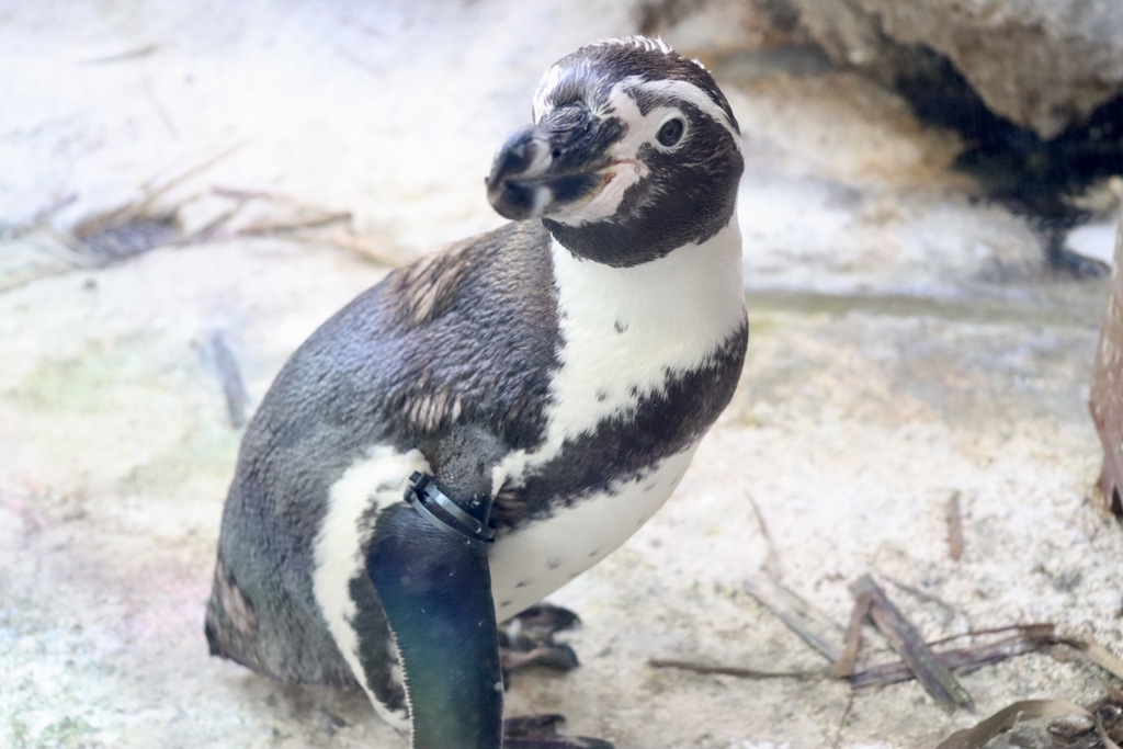 こっち向いてペンギン