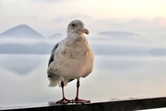 早朝、洞爺湖ほとりにて