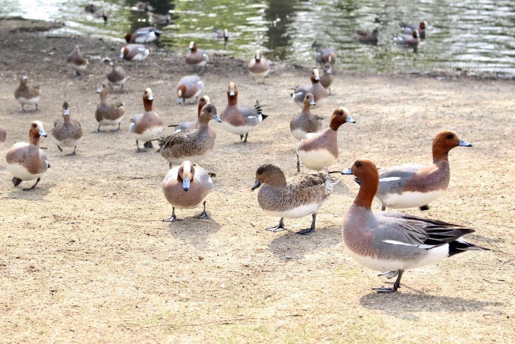 なにかの鳥の大群