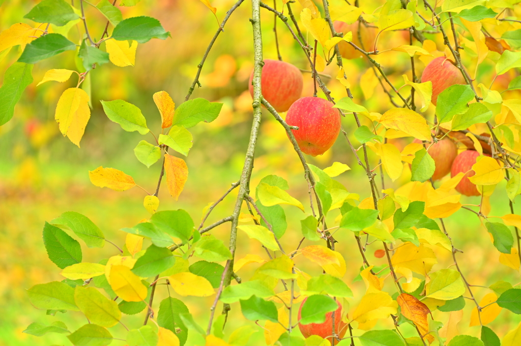 紅葉りんご