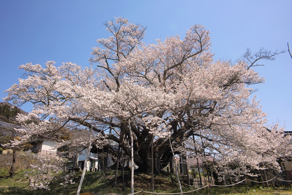 素桜神社の神代桜 '22春