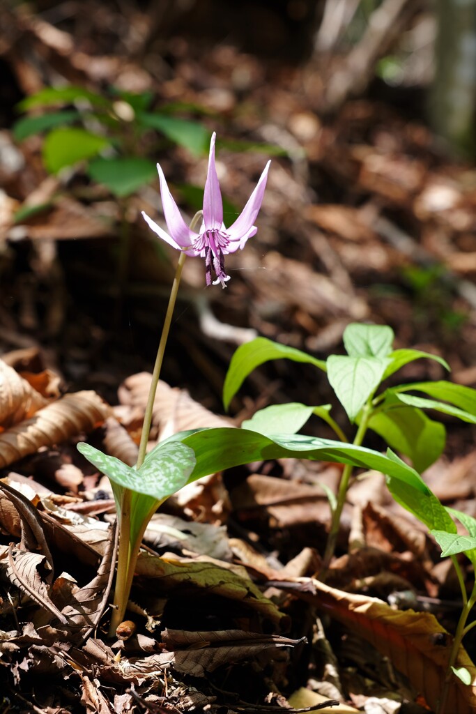 三頭山カタクリの花