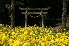 菜の花、鳥居