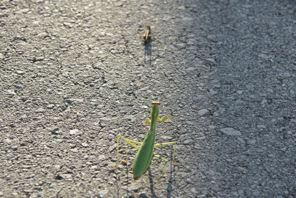 バッタを捕るカマキリを撮る