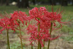 彼岸花
