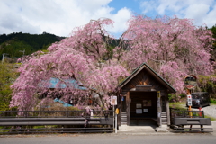 人里の桜