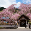 人里の桜