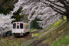 にゃん旅鉄道ラッピング車両と桜