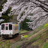 にゃん旅鉄道ラッピング車両と桜