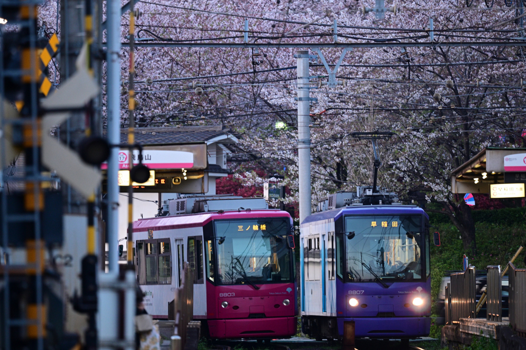 飛鳥山の桜と都営荒川線