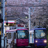 飛鳥山の桜と都営荒川線