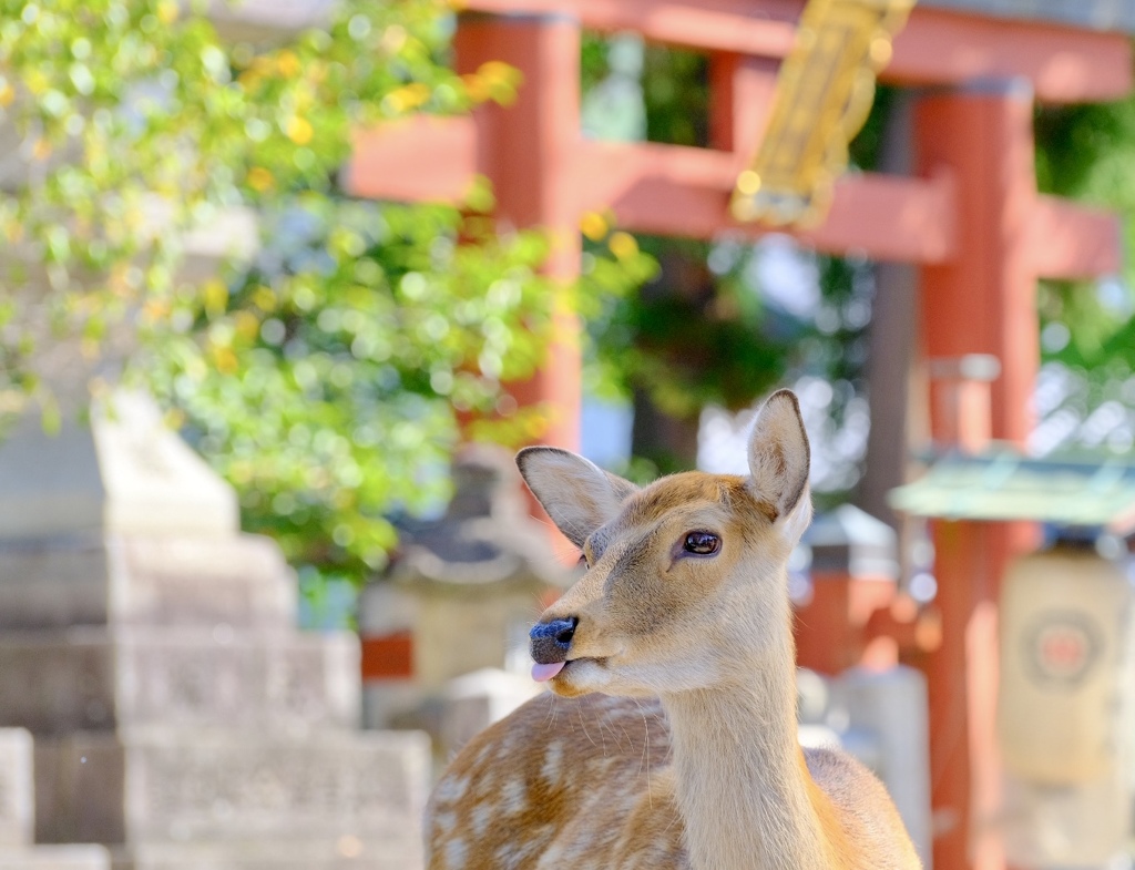 あっかんべー