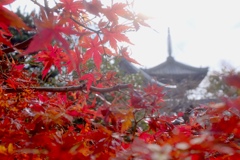 穴太寺の紅葉