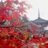 穴太寺の紅葉