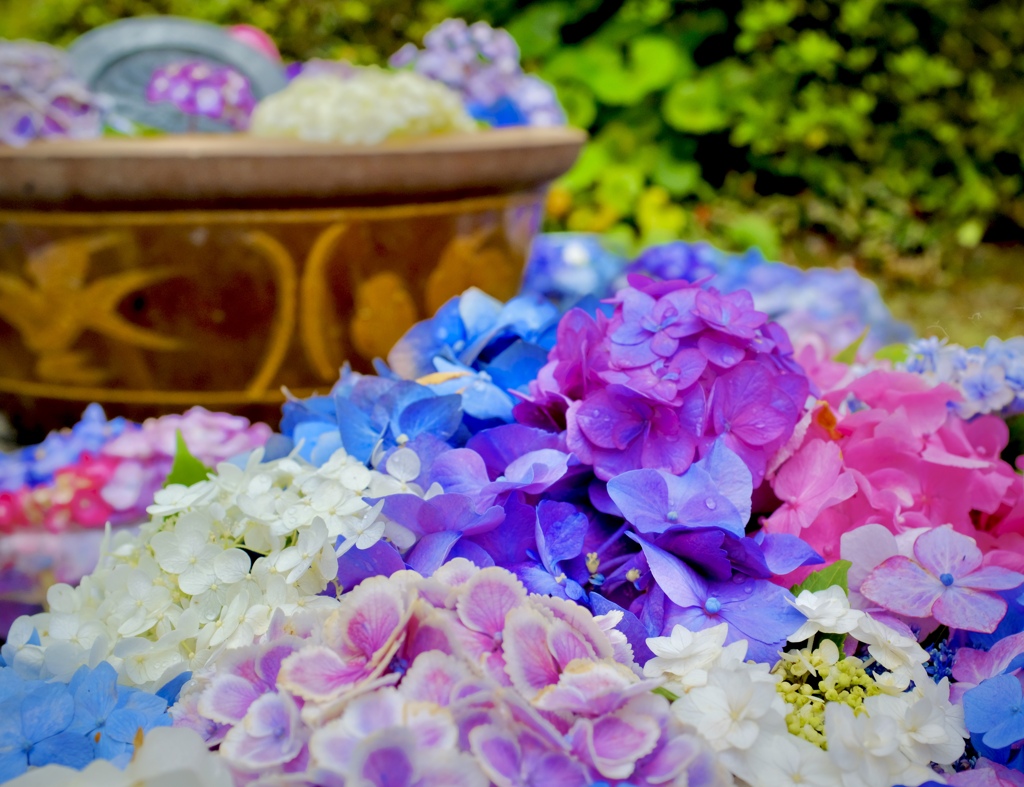 紫陽花盛