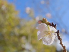 十月桜