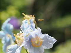 青いケシとミツバチ