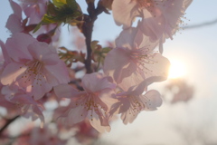 河津桜