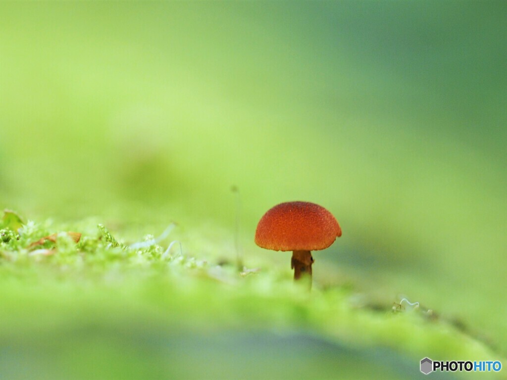一人ぽっちP6260362_1 (2)