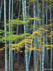 竹林に紅葉PC050316 (2)