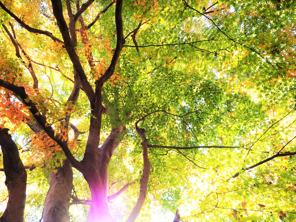 神奈川病院の紅葉